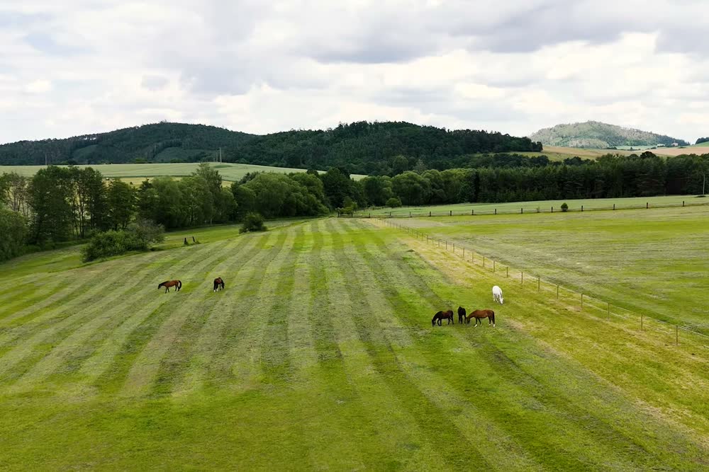 Pferde auf der Weide oberhalb des Hofes