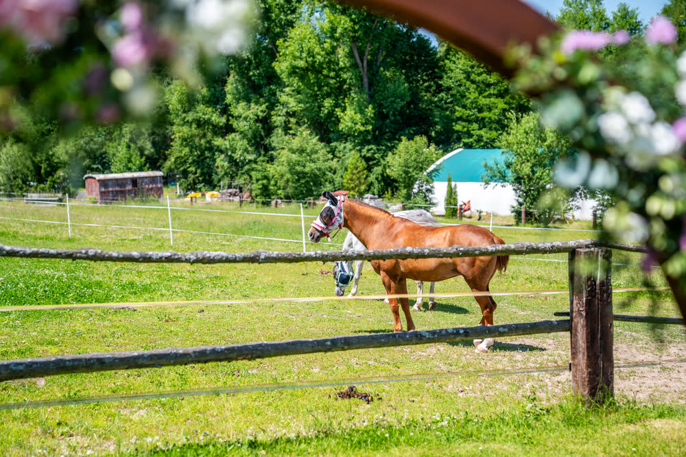 Ein Pferd im Auslauf hinter dem Holzzaun